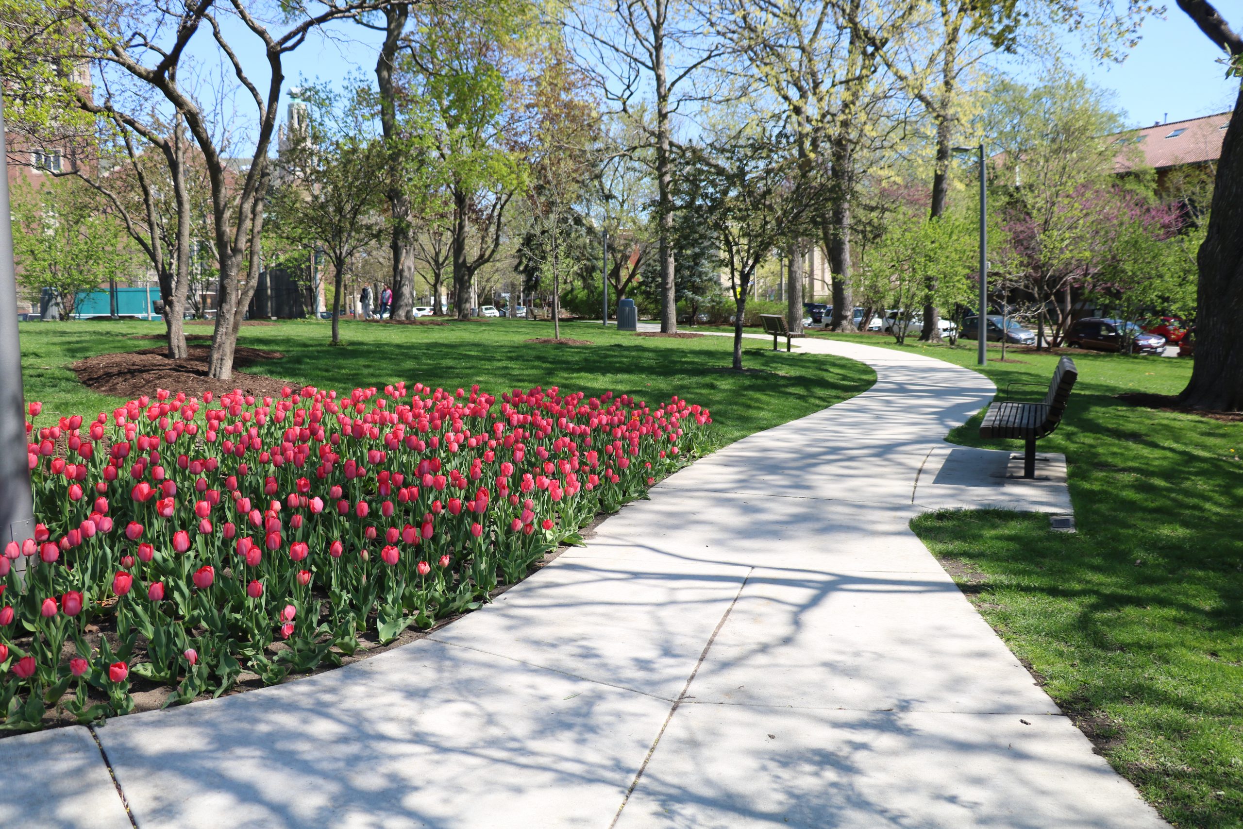 A winding concrete path through Scoville Park, bordered by a vibrant bed of red tulips and green grass, with benches and