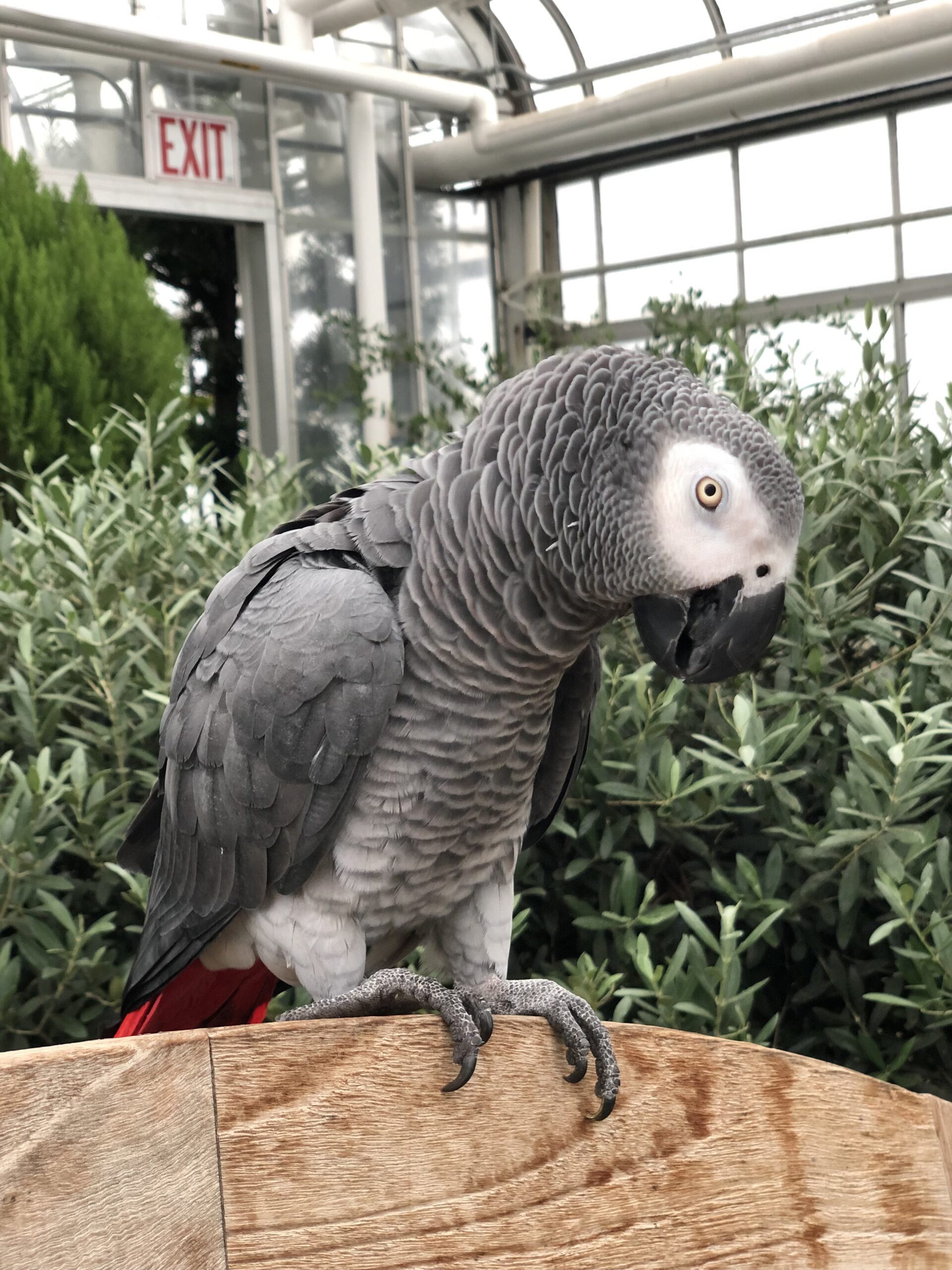 An African Grey parrot with red tail feathers perches on a wooden surface in a conservatory.