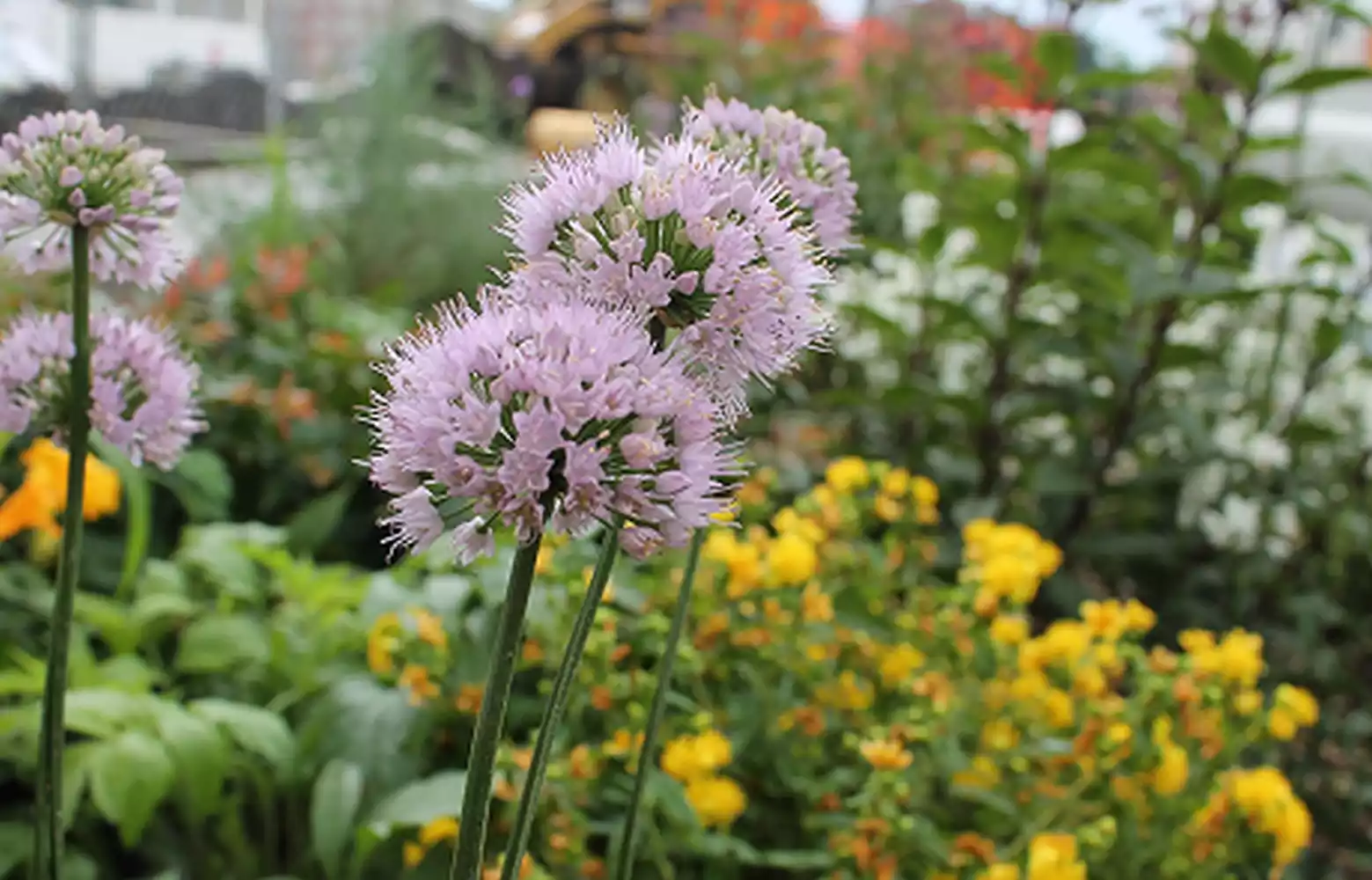 Close-up of delicate pink allium flowers with a blurred background of green foliage and yellow flowers.
