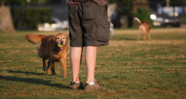 Golden retriever with a ball in its mouth runs towards a person in a park.