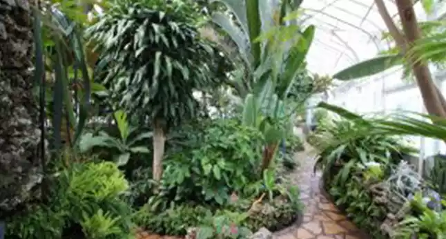A winding stone path leads through a lush greenhouse filled with diverse tropical plants and foliage.